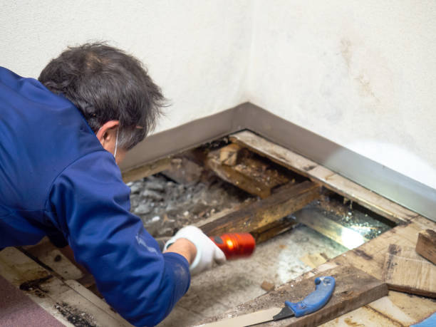 Best Mold Removal Company Near Me  in Hlcrest, IL